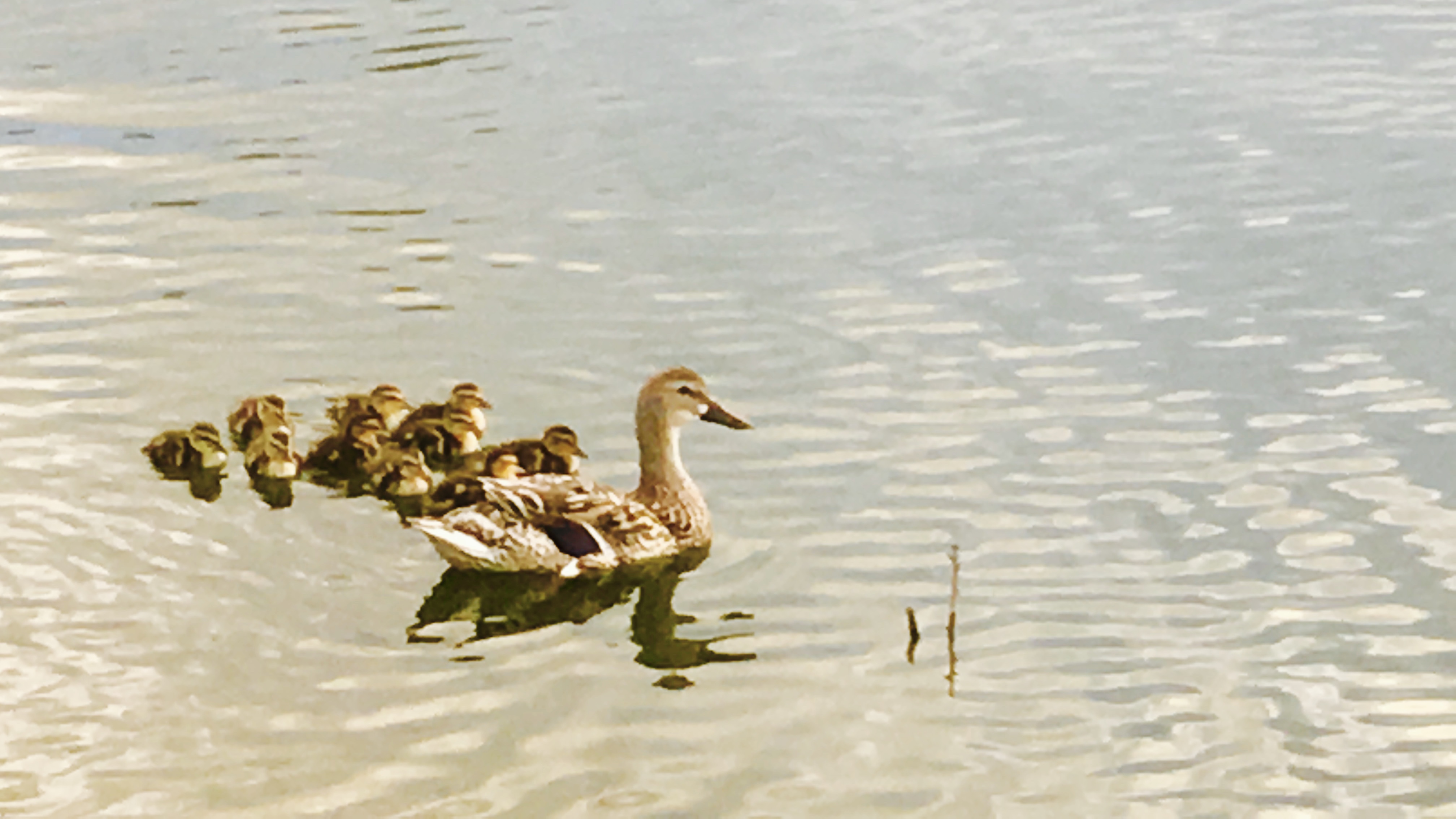 Mom and Baby Ducks on a Pond at Arbor Lakes